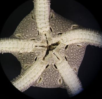 Media type: image; Invertebrate Zoology OPH-6149